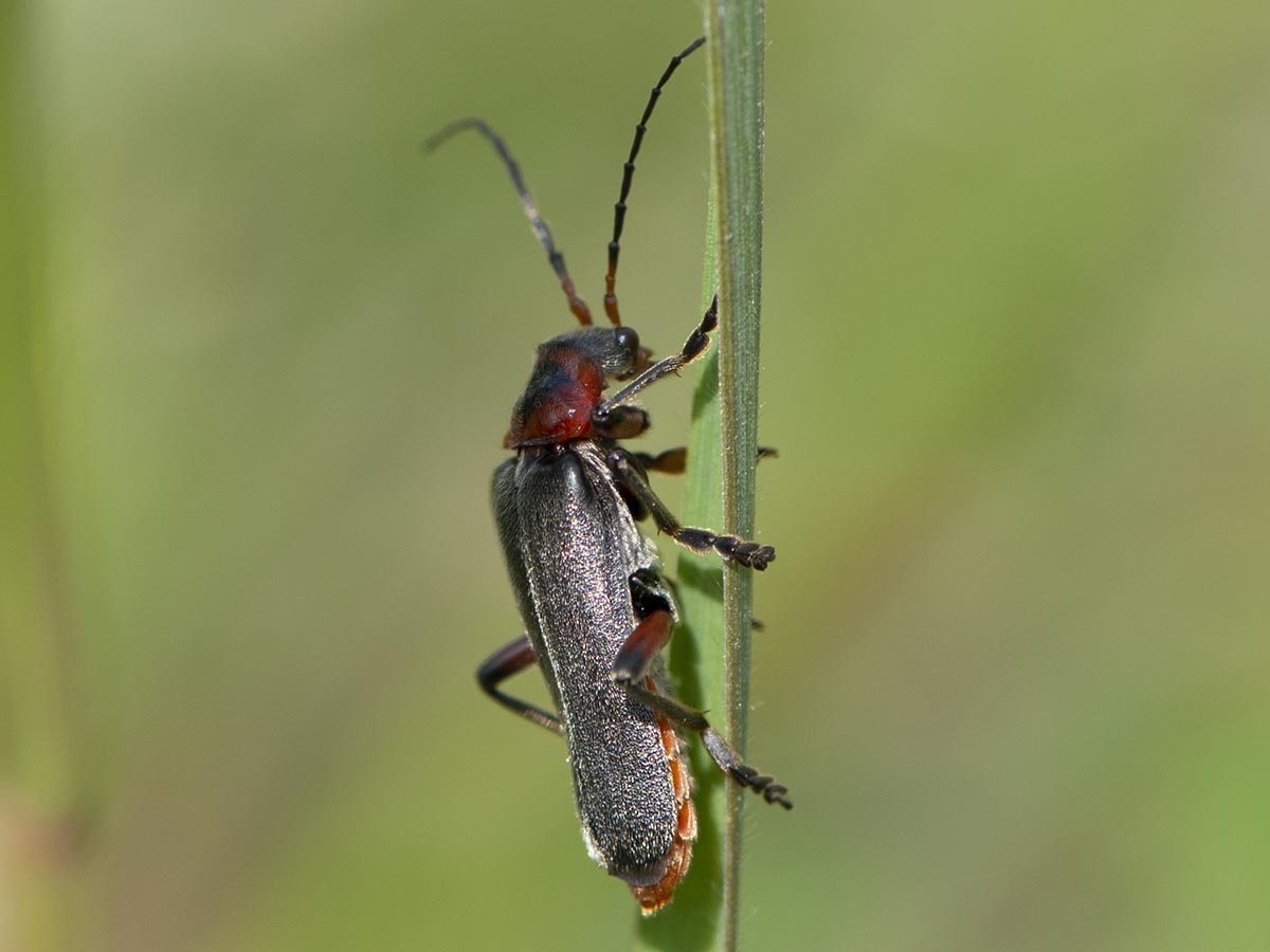 Käfer auf Bromus